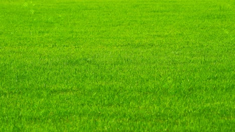 4k field nature green fresh grass in background and rain drop effect