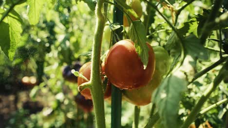 Tomatoes-growing-on-branch-during-the-pouring-rain