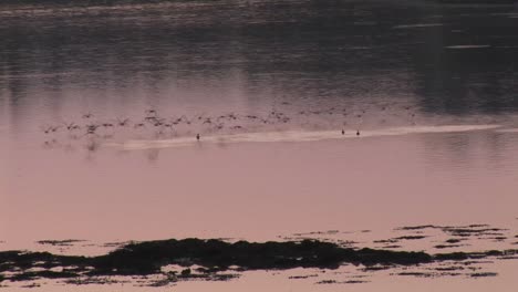 Birds-at-Dusk