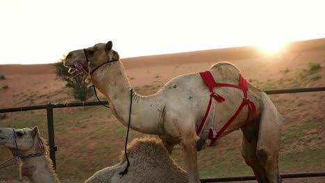 static view of two dromedaries in an enclosure ready to mate