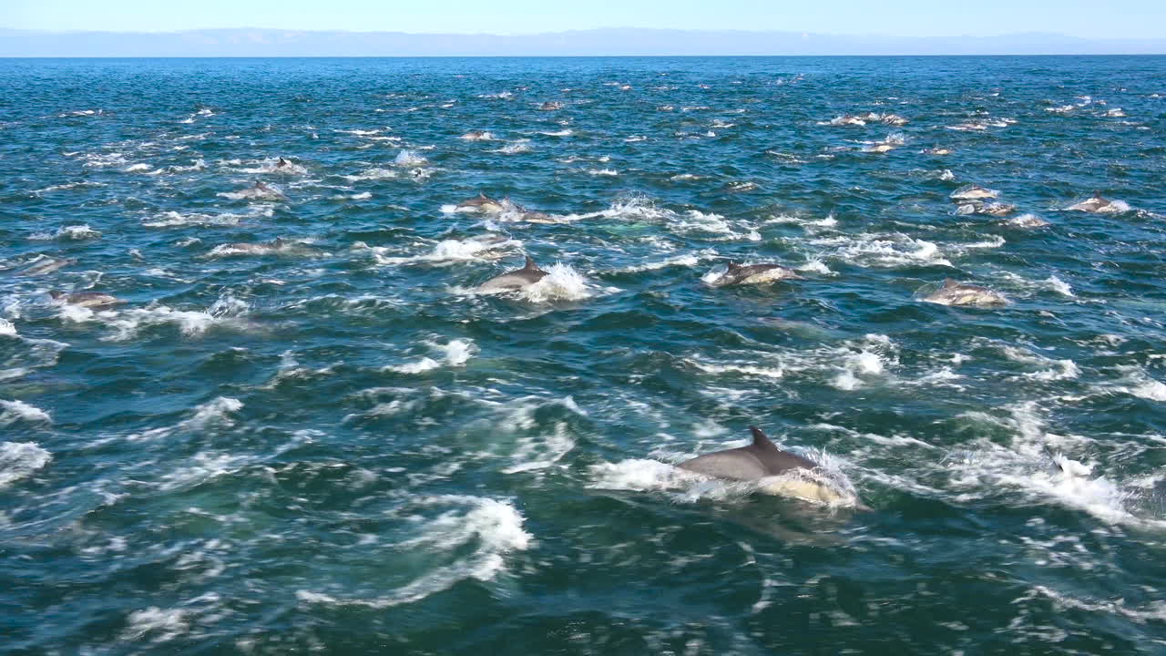 수천 마리의 돌고래가 거대한 꼬투리를 타고 채널 제도 국립공원을 통해 이동합니다. 4