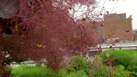 a beautiful cherry blossom tree just beginning to sprout, sways in the wind