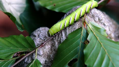 Oruga-De-Polilla-De-Halcón-Privet-Arrastrándose-A-Lo-Largo-De-Una-Rama-De-árbol-Delgada