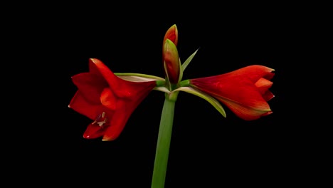 macro time lapse blooming red amaryllis (hippeastrum) flower, isolated on pure black background