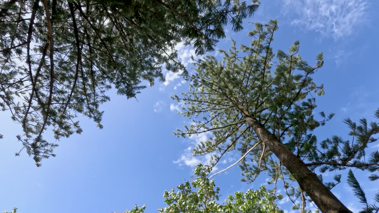 파란 하늘을 배경으로 높은 나무