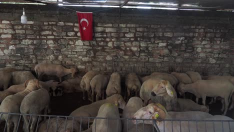 a flock of sheep in a pen in turkey