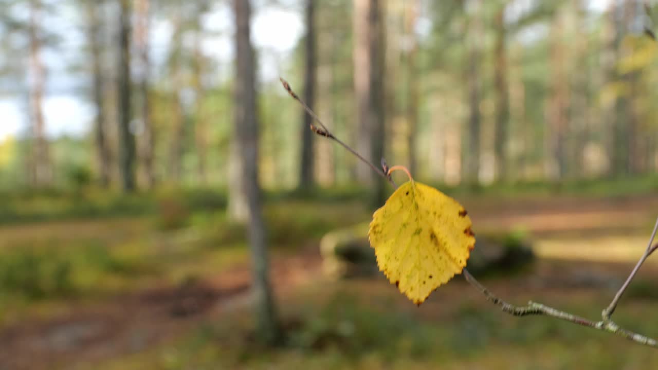 paesaggio autunnale della foresta con un primo piano di foglia di betulla gialla che ondeggia nel vento