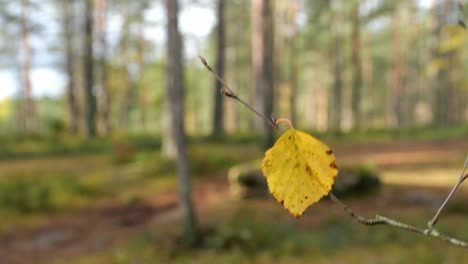 paisaje de otoño forestal con un primer plano de hoja de abedul amarilla ondeando en el viento