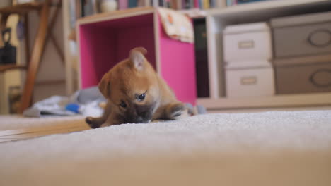 cheeky little cute shiba inu puppy digging, playing and exploring the carpet