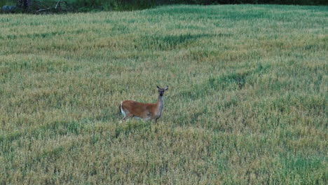 aerial telephoto shot toward a white-tailed deer standing on evening wheat field