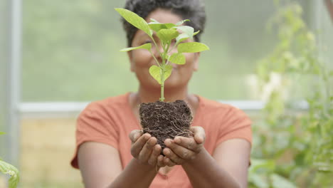 autosuficiencia - el jardinero indio levanta una planta joven de pimienta