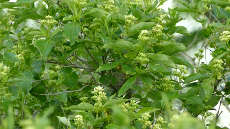 cute little green and yellow bird hides in a flowery bush in the middle of the thicket