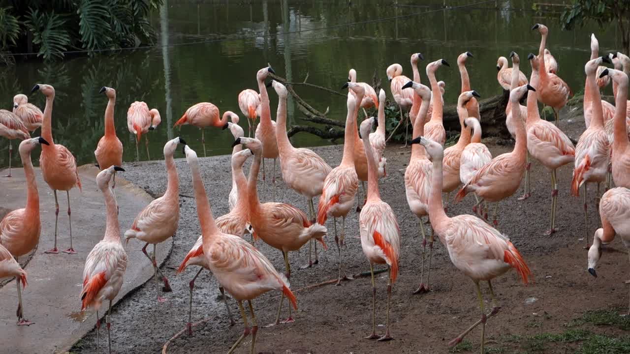 칠레 플라밍고 (phoenicopterus chilensis)