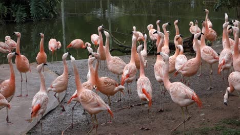 grupo de flamencos chilenos, phoenicopterus chilensis. vista de cerca