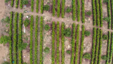 Vivero-De-Aguacates-En-Tancitaro