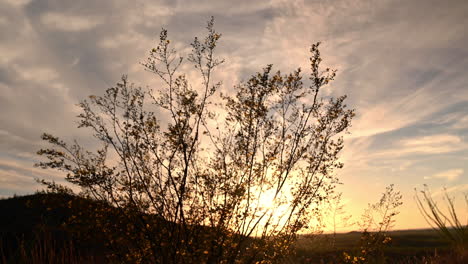 silueta de plantas del desierto moviéndose en el viento al atardecer