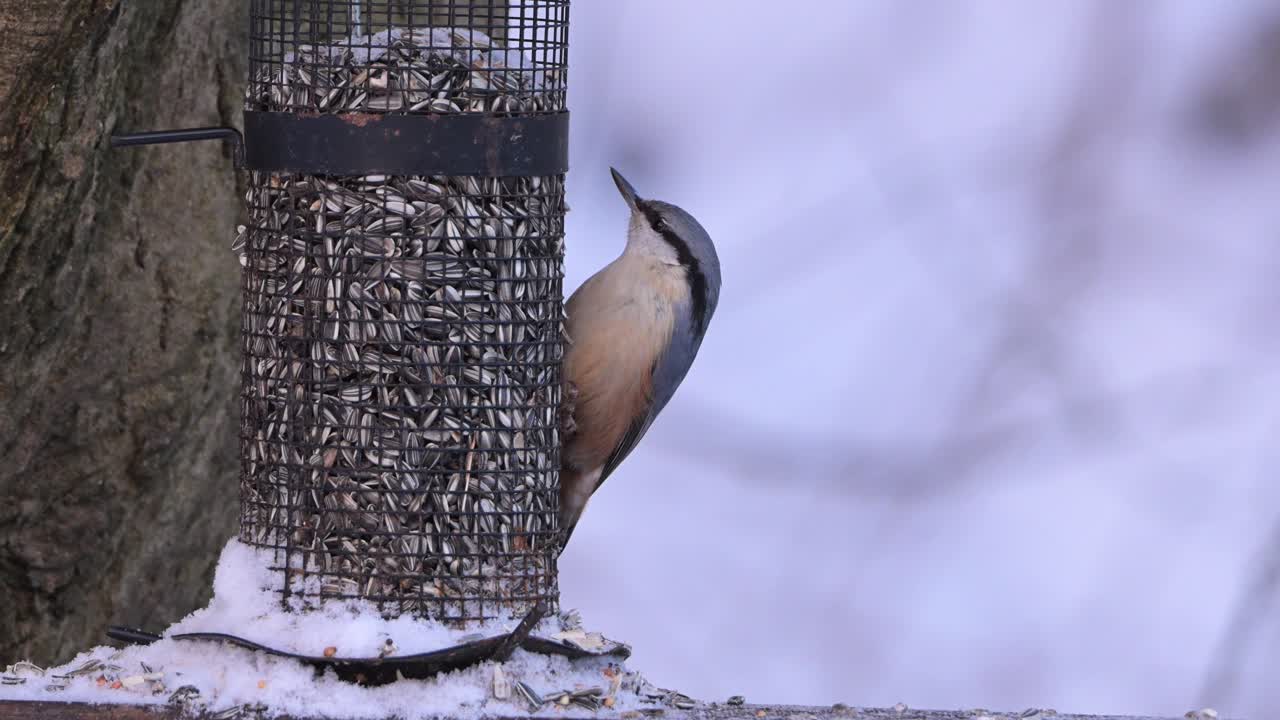 Eurasian Nuthatch taking sunflower seed from backyard feeder during winter in Norway, flies away with seed.