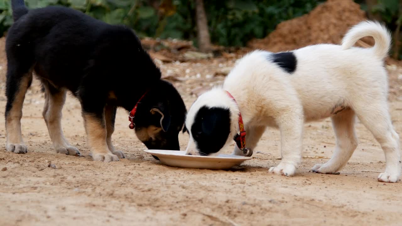 정원에서 우유 그에서 먹는 두 마리의 강아지