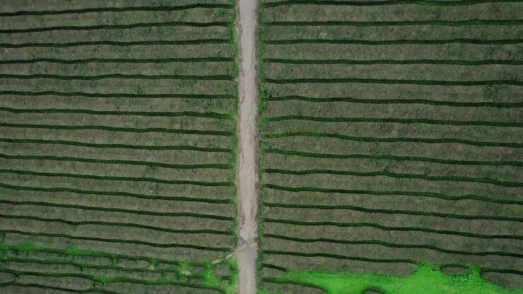 Aerial View of Tea Plantation with Dirt Path