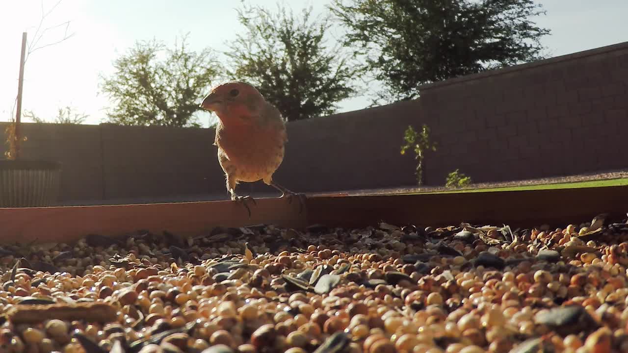 Nahaufnahme von zwei kleinen Vögeln, die von einer flachen Futterstelle fressen.