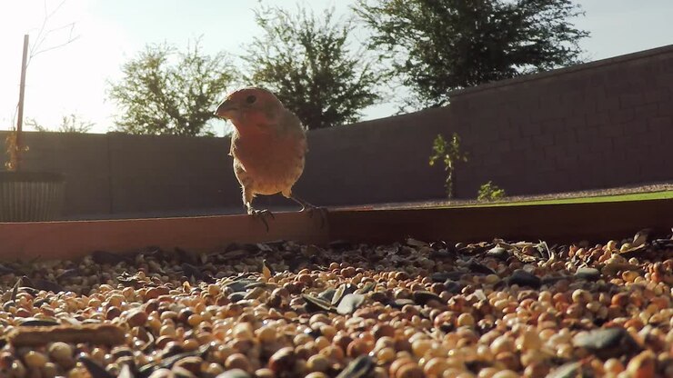 Nahaufnahme von zwei kleinen Vögeln, die von einer flachen Futterstelle fressen.