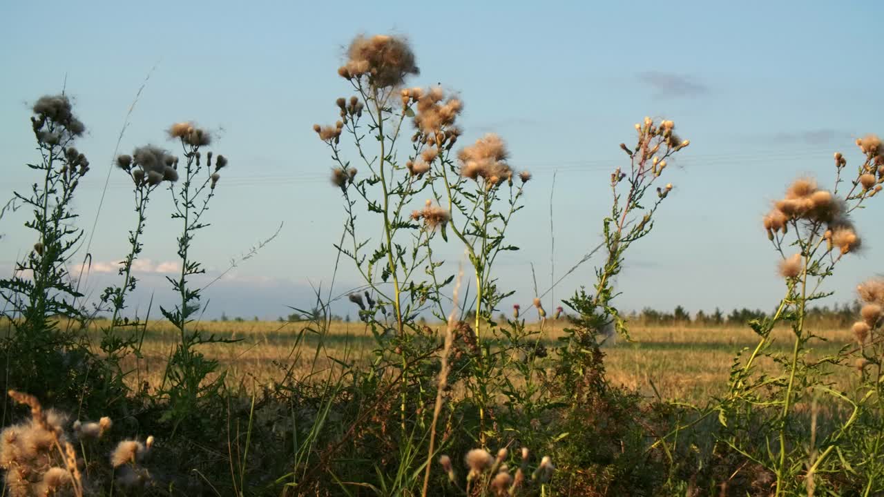 Blue - purple thistle stands in the grass - 2