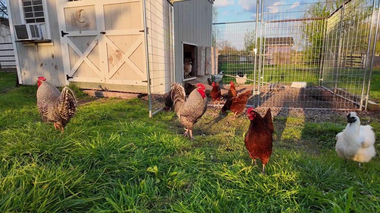 Chickens foraging on grass near a coop, representing farm life and animal husbandry