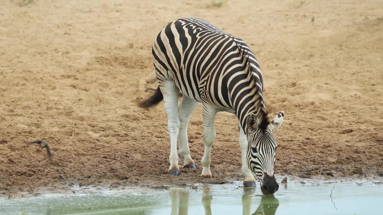 Una zebra di Burchell che cammina sulla sabbia fino al bordo di una pozza d'acqua e inizia a bere, Riserva di caccia di Mkuze