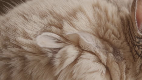 close-up of cat fur