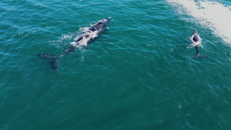 Las-Ballenas-Flotan-En-La-Superficie-Y-Soplan-Explosivamente,-Hermanus