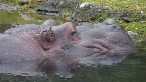 close up shot of hippo hippopotamus resting in natural lake and watching in wilderness during daytime