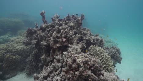 Arrecife-De-Coral-Blanqueado-Muerto