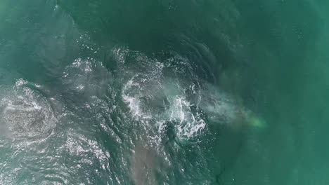 Ballena-Frotando-En-El-Fondo-De-Arena-Del-Lecho-Marino