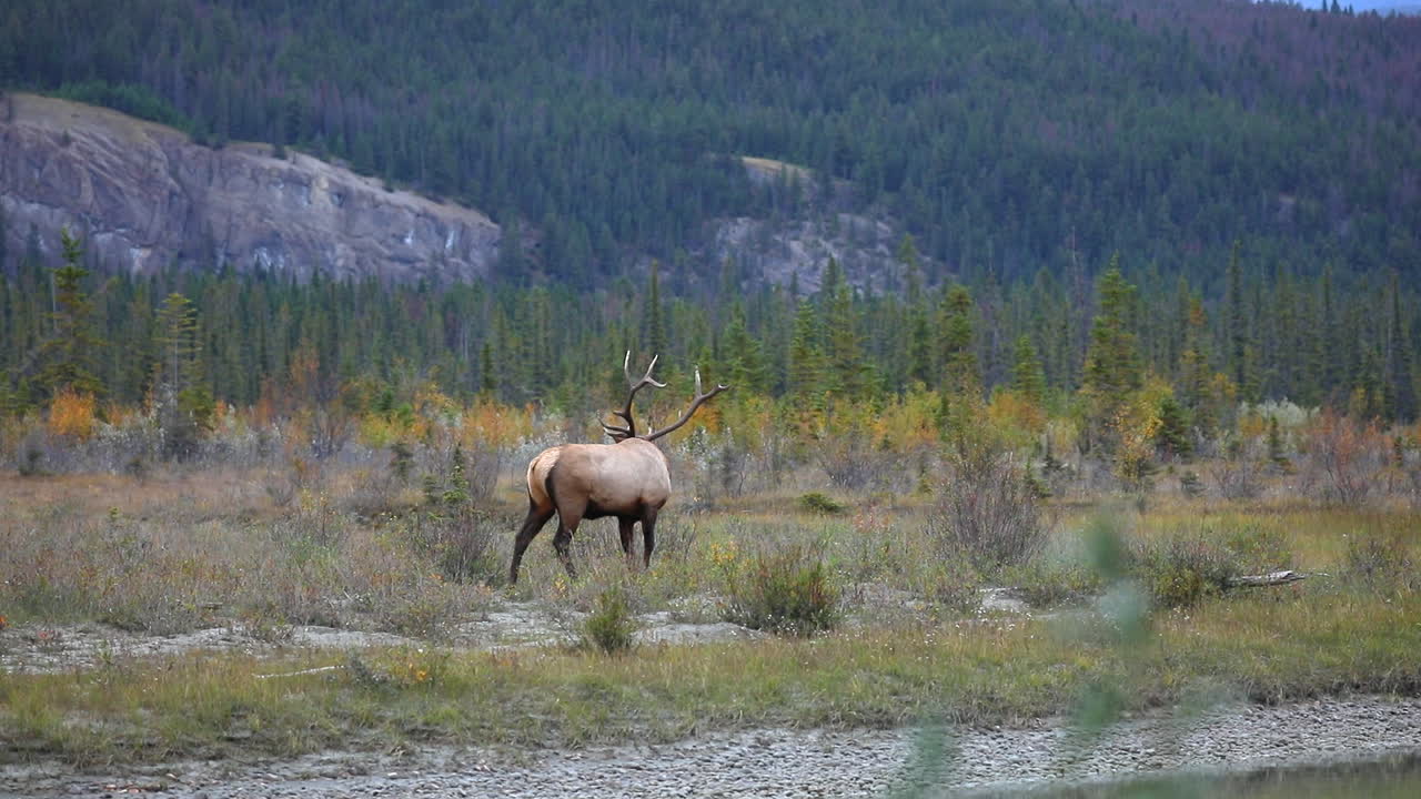 수컷 엘크는 산기슭 계곡 풍경, 와이드 샷으로 걷고 돌아갑니다.