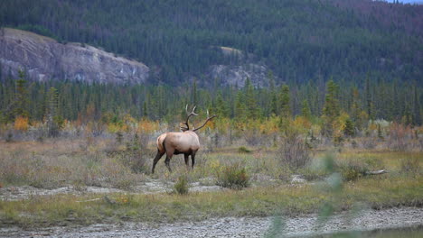 male elk walks and turns back in foothill valley landscape, wide shot