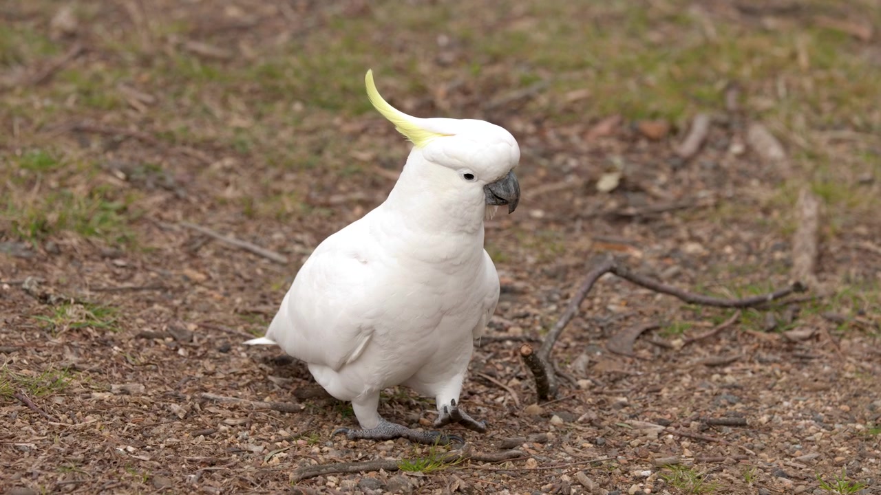 Cacatua selvatico dal ciuffo giallo che sta in piedi e cerca cibo sul terreno sterrato a Katoomba, Nuovo Galles del Sud, Australia