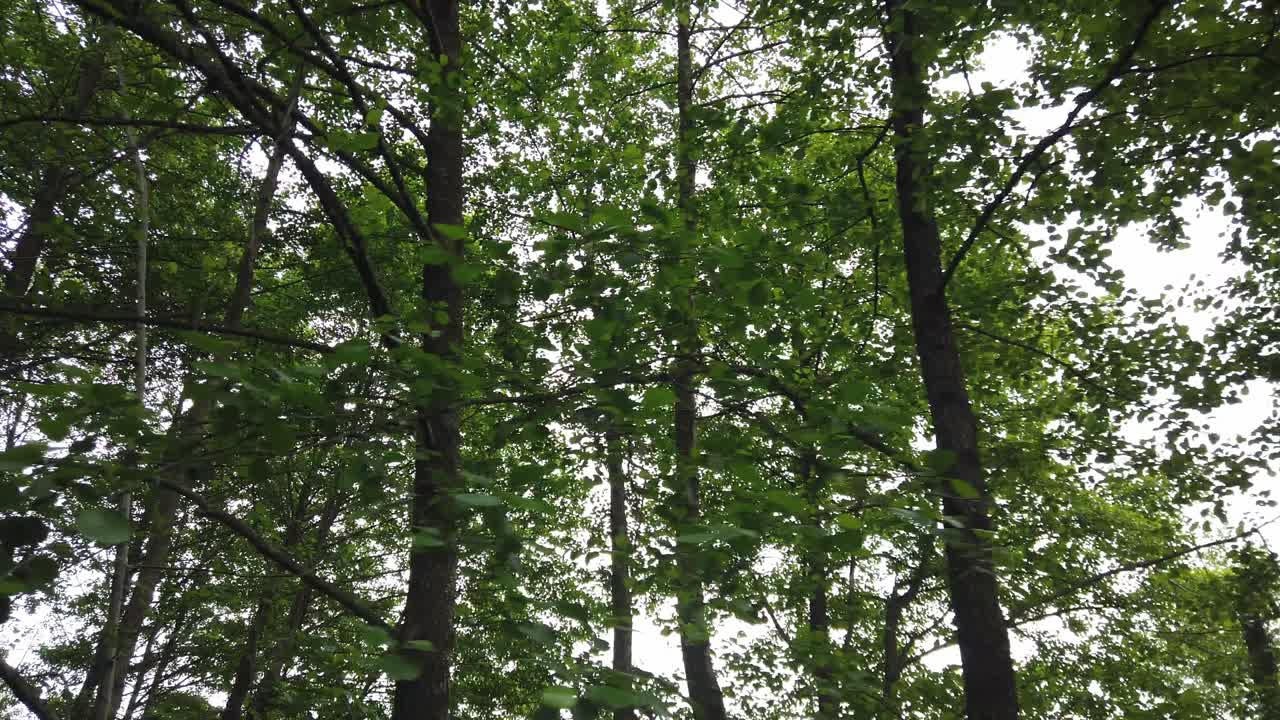 녹색 잎, 여름 숲을 통해 나무 꼭대기를 올려다