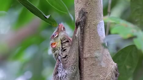 colugo, conocido también como lémur volador, mirando hacia arriba mientras se aferraba a un pequeño tronco de árbol en un parque natural en singapur - toma lateral de medio cuerpo