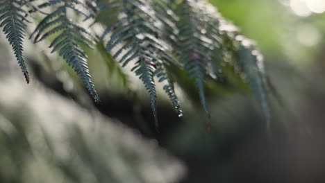 close-up of fern leaves in a rainforest