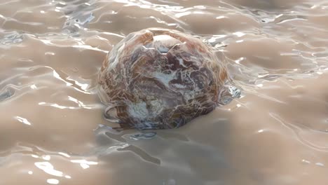 brown sphere in rippling water