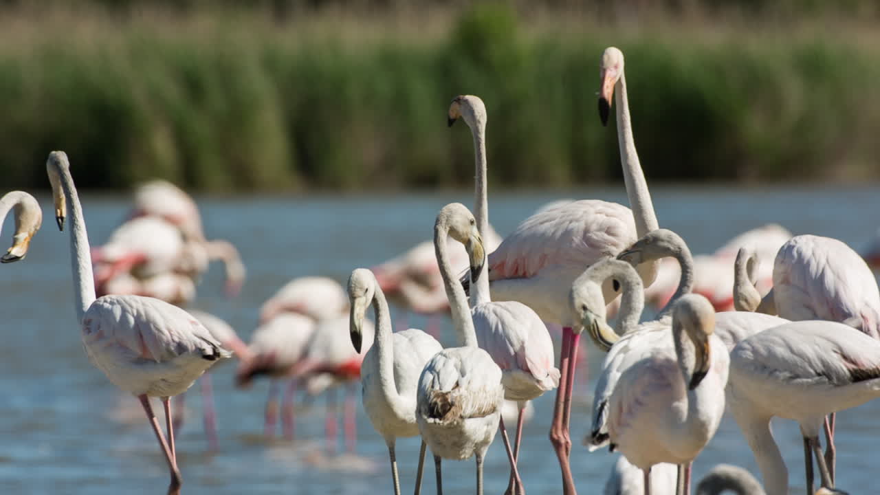 카마그 플라밍고 36