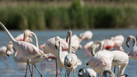 carmargue flamingos 36