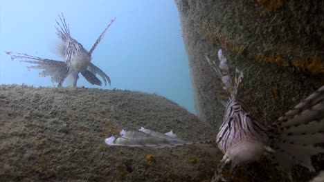 lionfish at junkyard 3