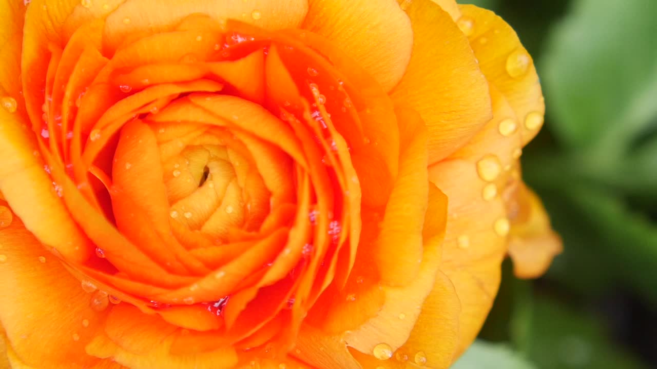 Close-up of an Orange Ranunculus Flower with Water Droplets