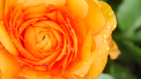 close-up of an orange ranunculus flower with water droplets