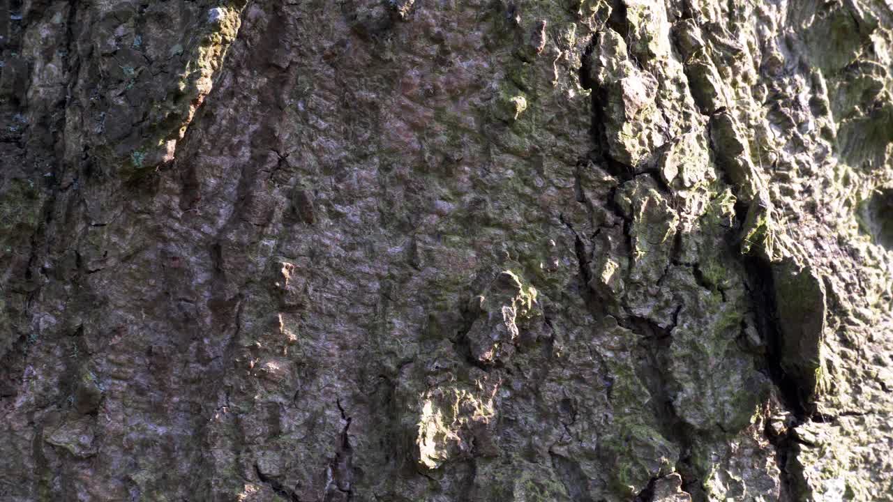 Slow pan slide close up of bark on a tree in the Peak District