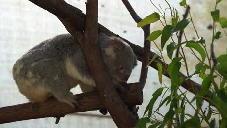 Herbivorous-hungry-koala,-phascolarctos-cinereus-climbing-on-the-tree-log,-trying-to-reach-and-grab-delicious-fresh-eucalyptus-leaves-in-wildlife-sanctuary,-Australian-native-animal-species