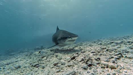 tiger shark in the waters of fuvahmulah, maldives.