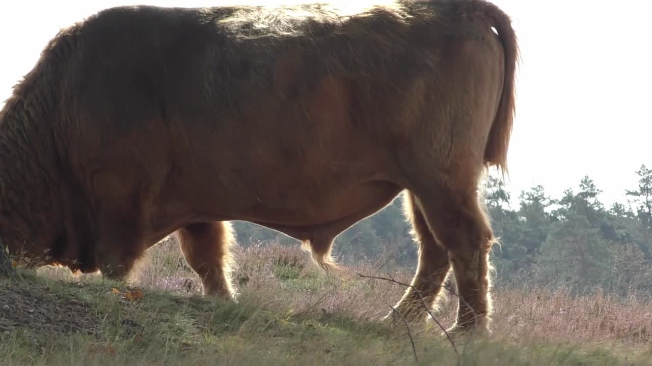 Close Up Of A Highland Cattle Eating Grass In The Pasture