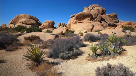 campamento de roca del cráneo parque nacional del árbol de joshua california árboles de yuca desierto de mojave colorado cielo azul soleado rocoso rocas escarpadas paisaje de montaña cactus sheephole valle fortynine palma pan izquierda movimiento